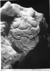 Historisches Foto von Prosopon verrucosum (Reuss, 1858) (NHMW-AFW-GEO-BACHMAYER-FOTO-1990-0041-0033)